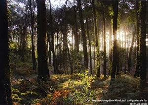 Parque Florestal da Serra da Boa Viagem