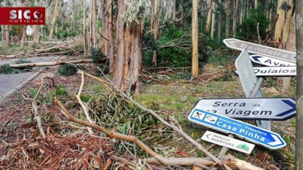 REPORTAGEM DA SIC |PARQUE FLORESTAL DA SERRA DA BOA VIAGEM - COM A PARTICIPAÇÃO DO PRESIDENTE DA JFBSJ