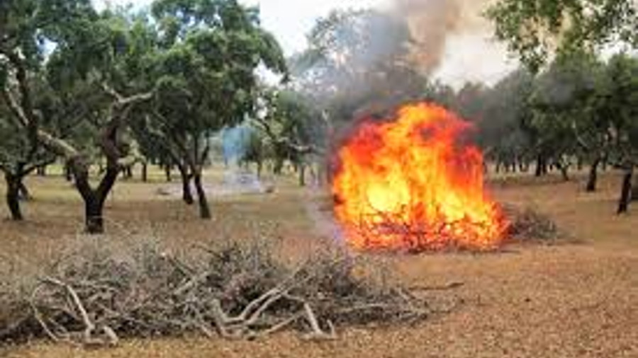 Queimas e Queimadas - Decreto Lei Nº 14/2019