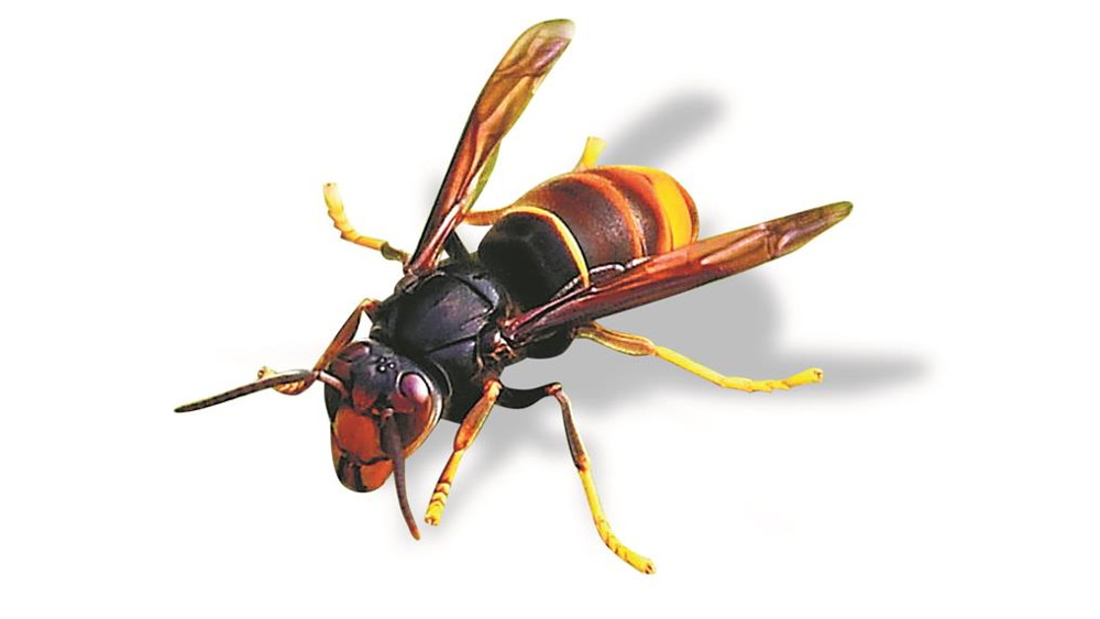 Controlo da VESPA ASIÁTICA