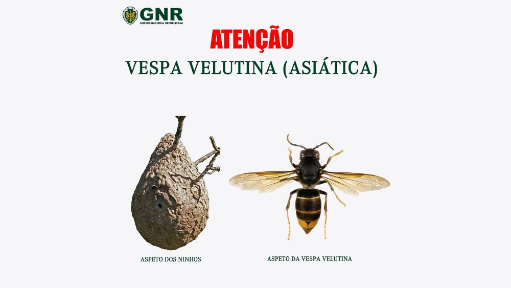 Sabe identificar uma vespa velutina e o seu ninho?