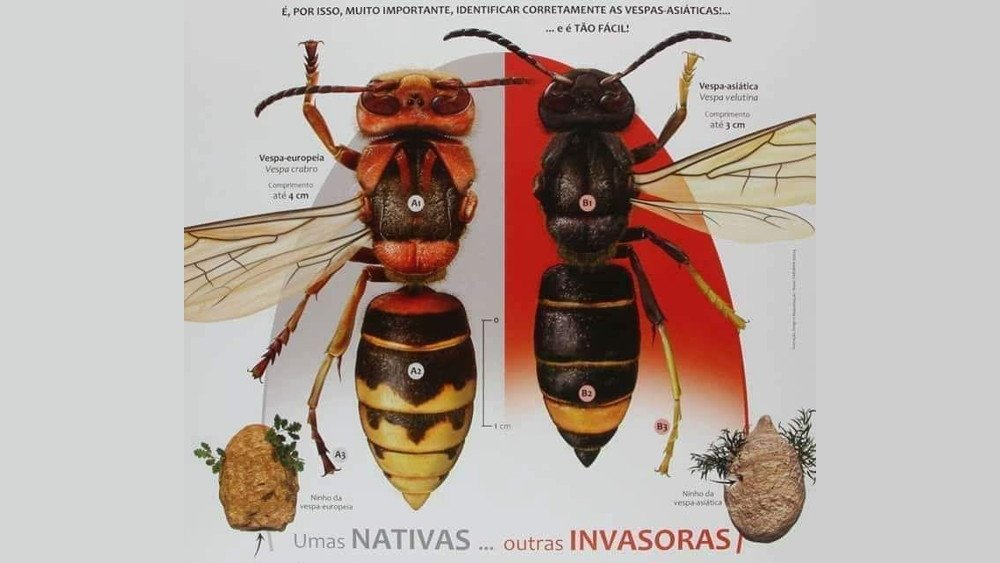 Esclarecimento sobre a vespa velutina/asiática